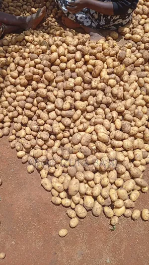 Irish Potato