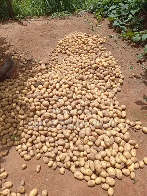 Irish Potato