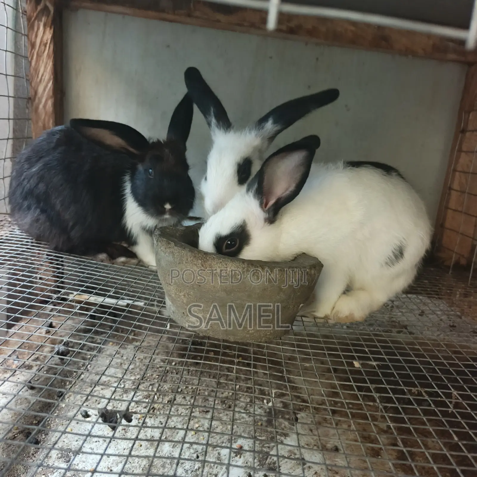 Quality 3 Months Rabbits