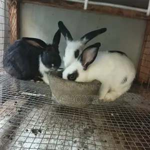 Quality 3 Months Rabbits