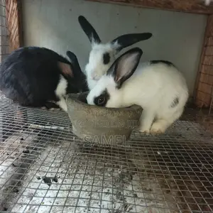Quality 3 Months Rabbits