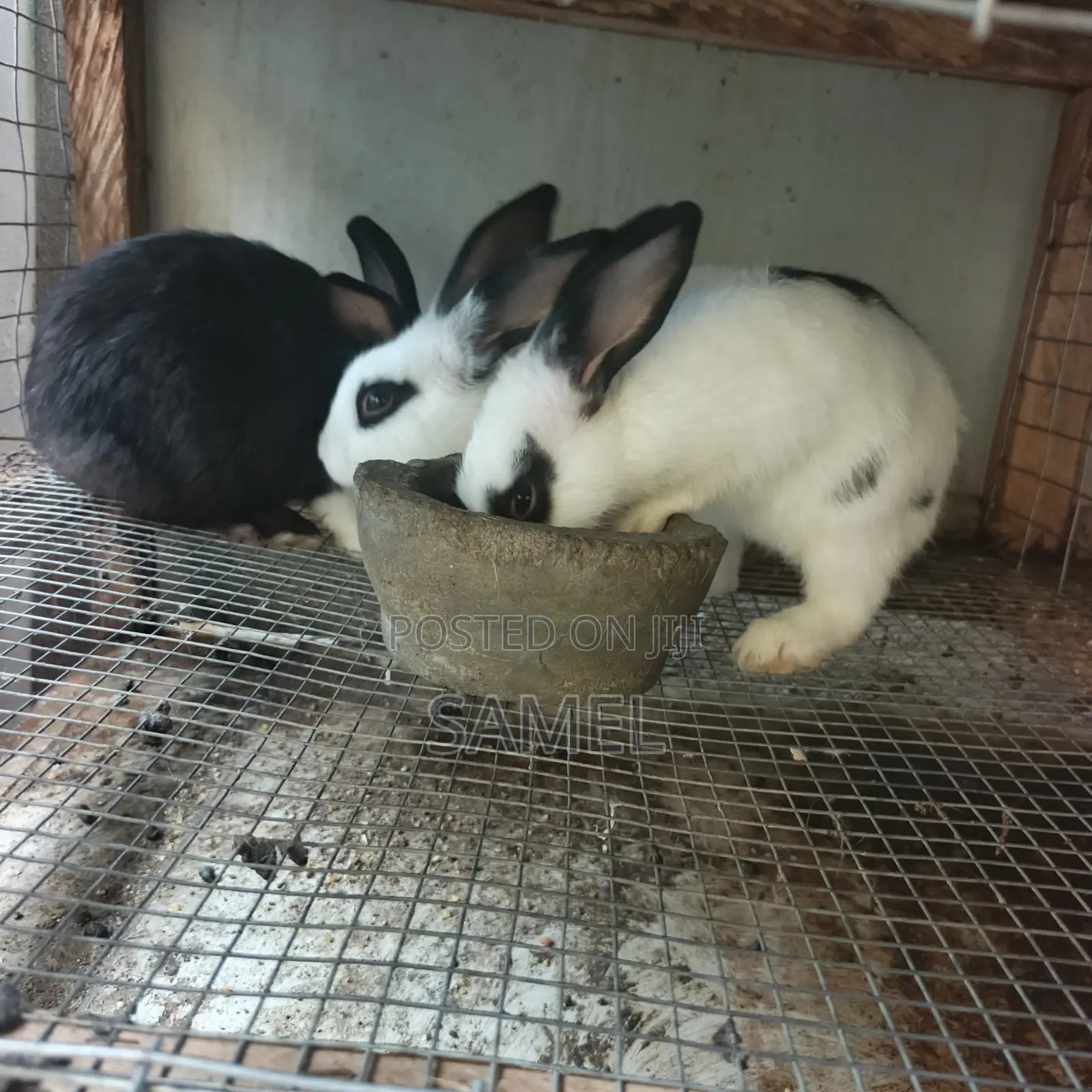 Quality 3 Months Rabbits