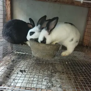 Quality 3 Months Rabbits
