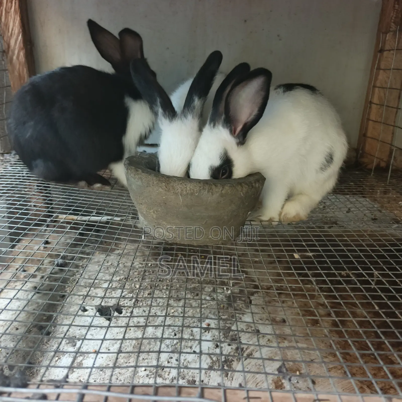 Quality 3 Months Rabbits