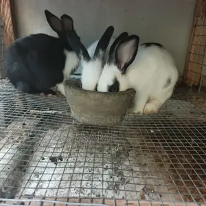 Quality 3 Months Rabbits