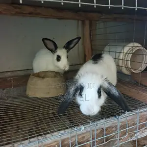 Quality Months Plus Rabbits