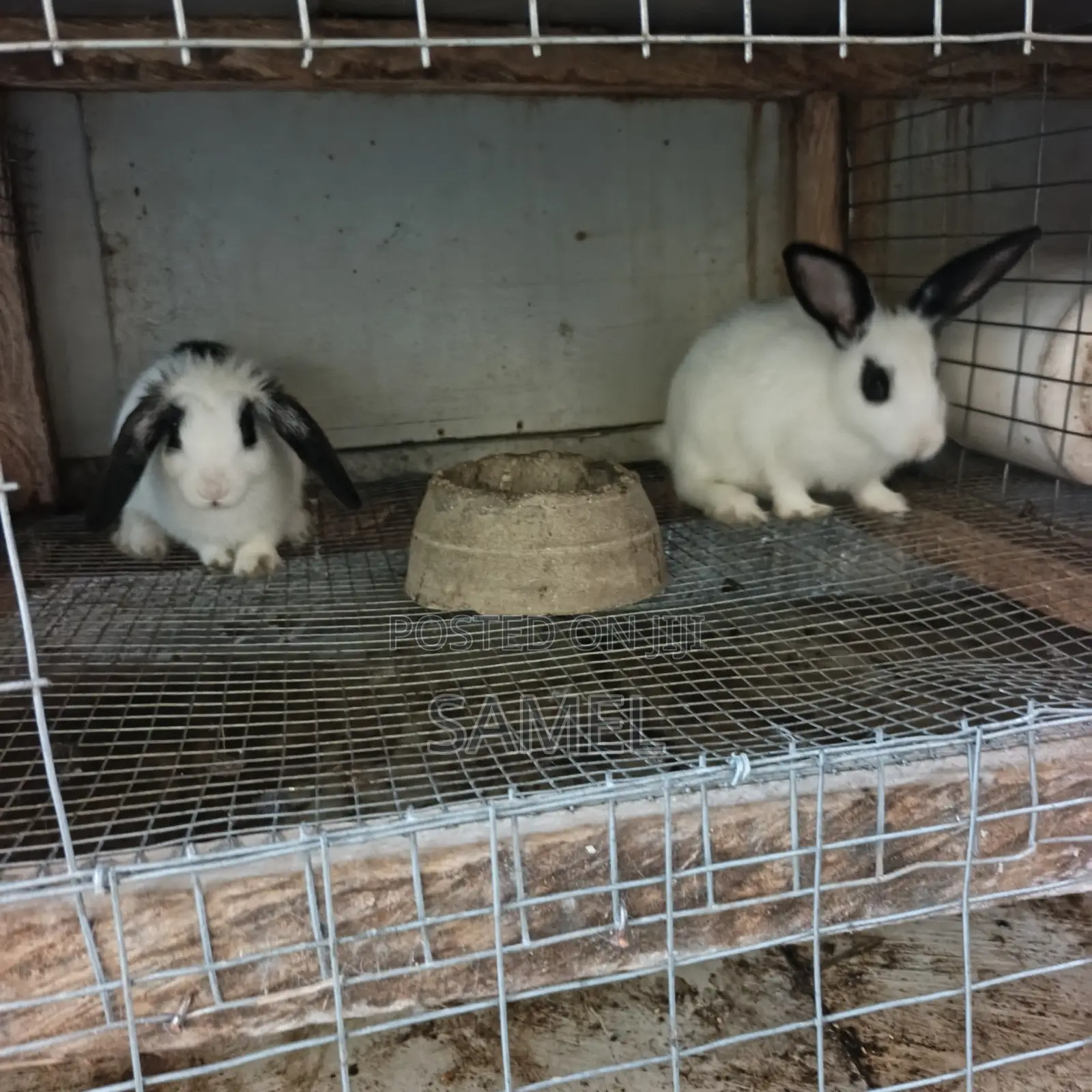 Quality Months Plus Rabbits
