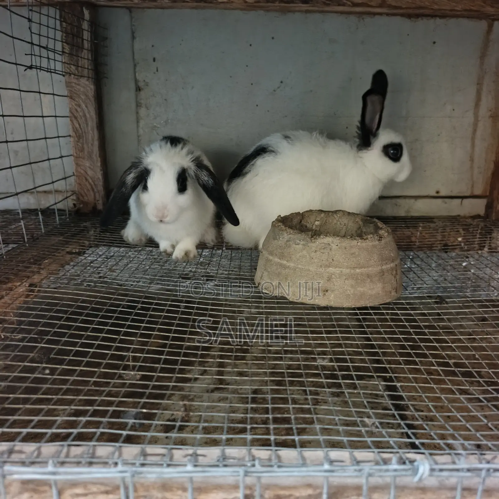 Quality Months Plus Rabbits