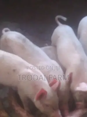 Exotiç Pureline Largewhite Weaners