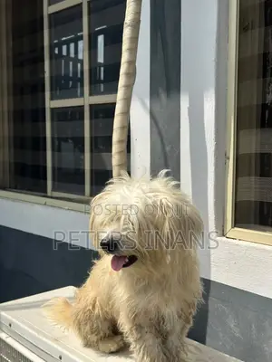1-3 months Male Purebred Lhasa Apso
