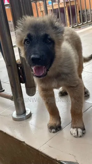 1-3 months Male Purebred Caucasian Shepherd