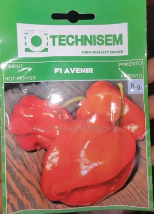Avenir 50gr