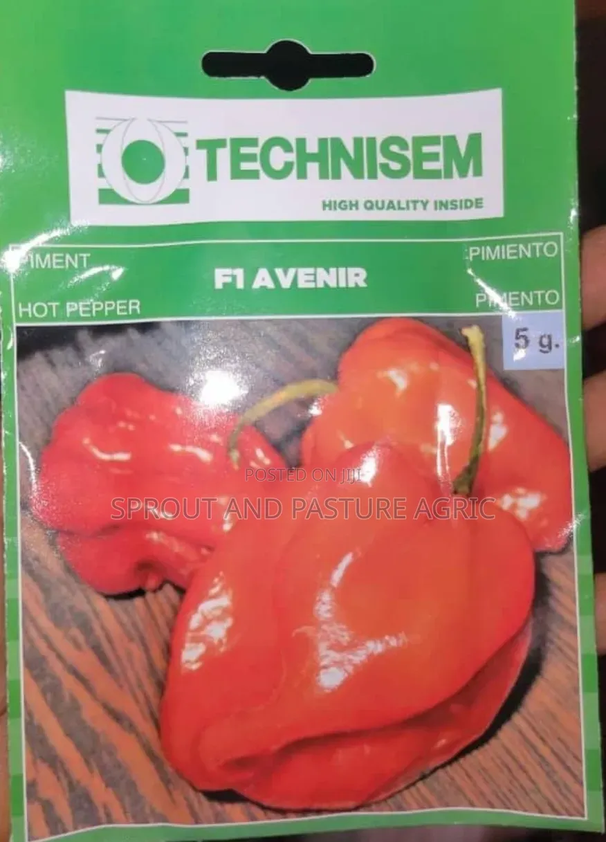 Avenir 50gr
