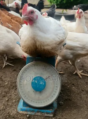 Broiler Chickens