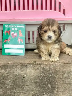 1-3 months Female Purebred Lhasa Apso