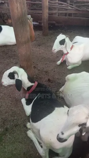 Pure and Healthy Ladoum Breeds of Sheeps for Sale