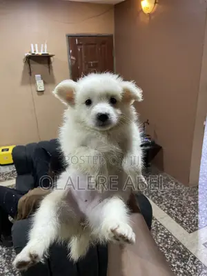 1-3 months Female Purebred American Eskimo