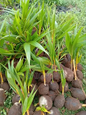 Dwarf Coconut Seedlings (Yellow Type)