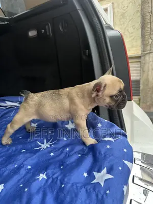1-3 months Female Purebred French Bulldog