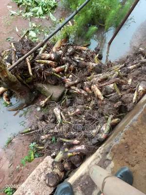 Plantain Suckers