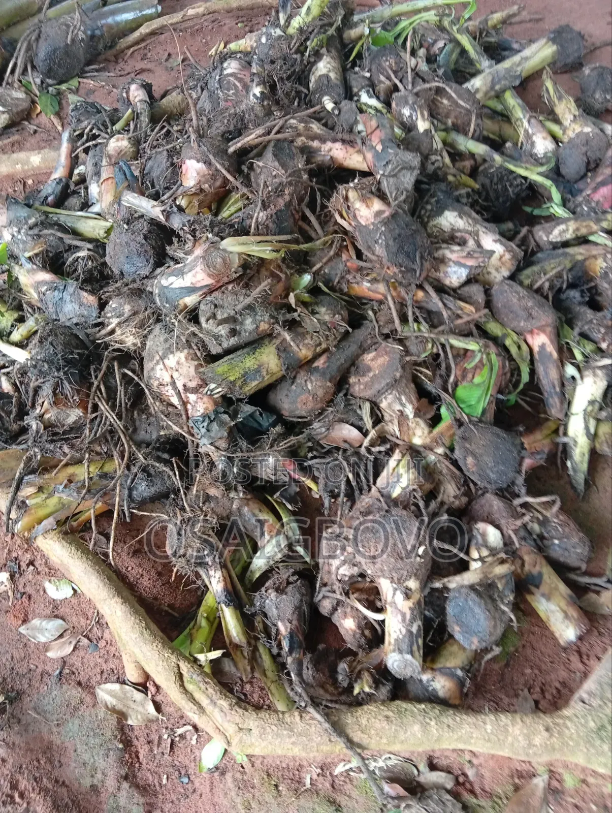 Plantain Suckers