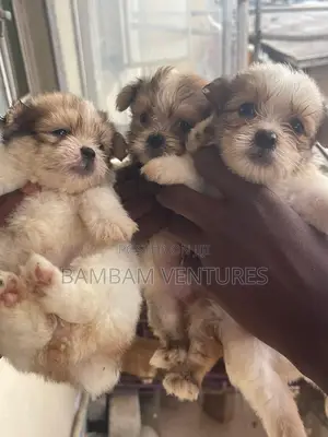 0-1 month Female Purebred Lhasa Apso