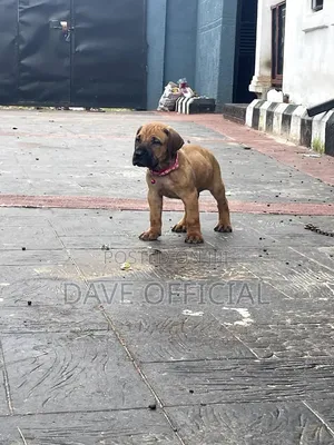 1-3 months Male Purebred Boerboel