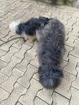 1-3 months Male Purebred Lhasa Apso