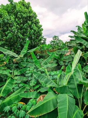 4 Hectares of Land for Sale at Udo Udoma Avenue, Uyo