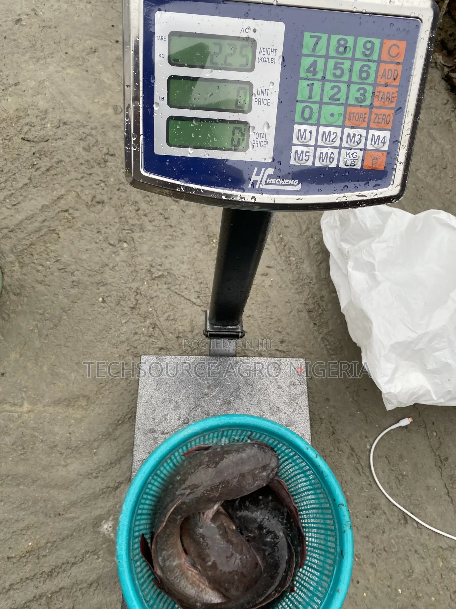 Fresh Catfish