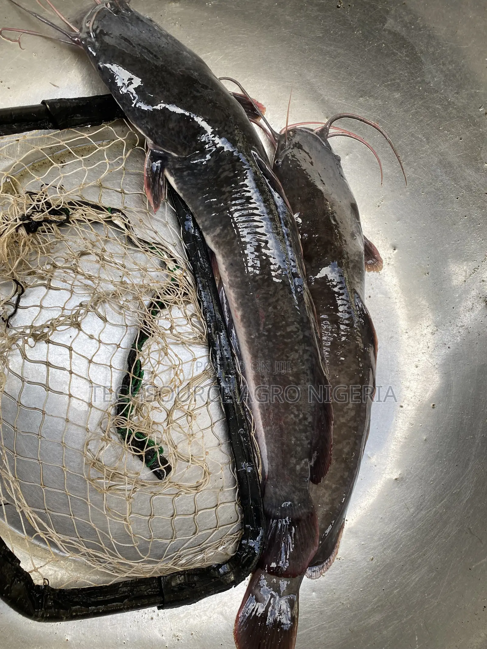 Fresh Catfish