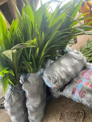 Coconut Seedlings