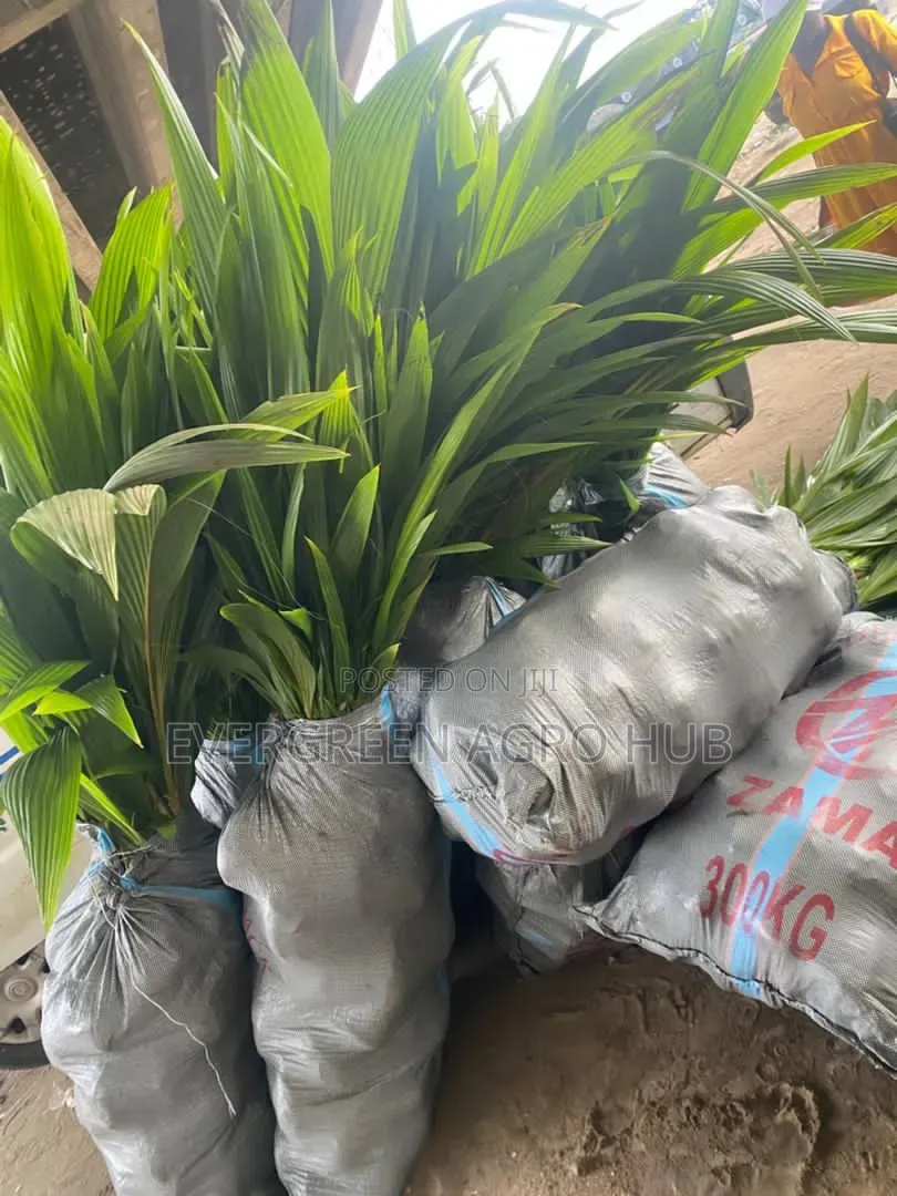 Coconut Seedlings