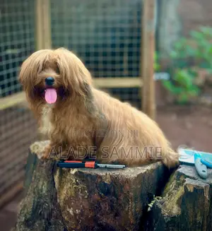1+ year Male Purebred Lhasa Apso