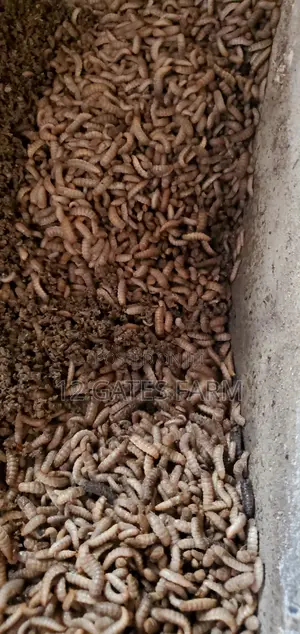 BSF Pupae, Eggs and Larvae