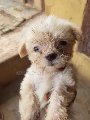 1-3 months Female Purebred Lhasa Apso