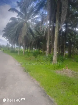 Land With Palm Trees on It.
