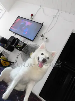 1+ year Male Purebred American Eskimo