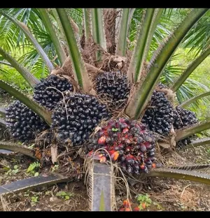 Advanced Tenera Oil Palm Seedling