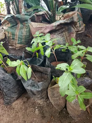 Rose (Madagascar) Periwinkle Plant