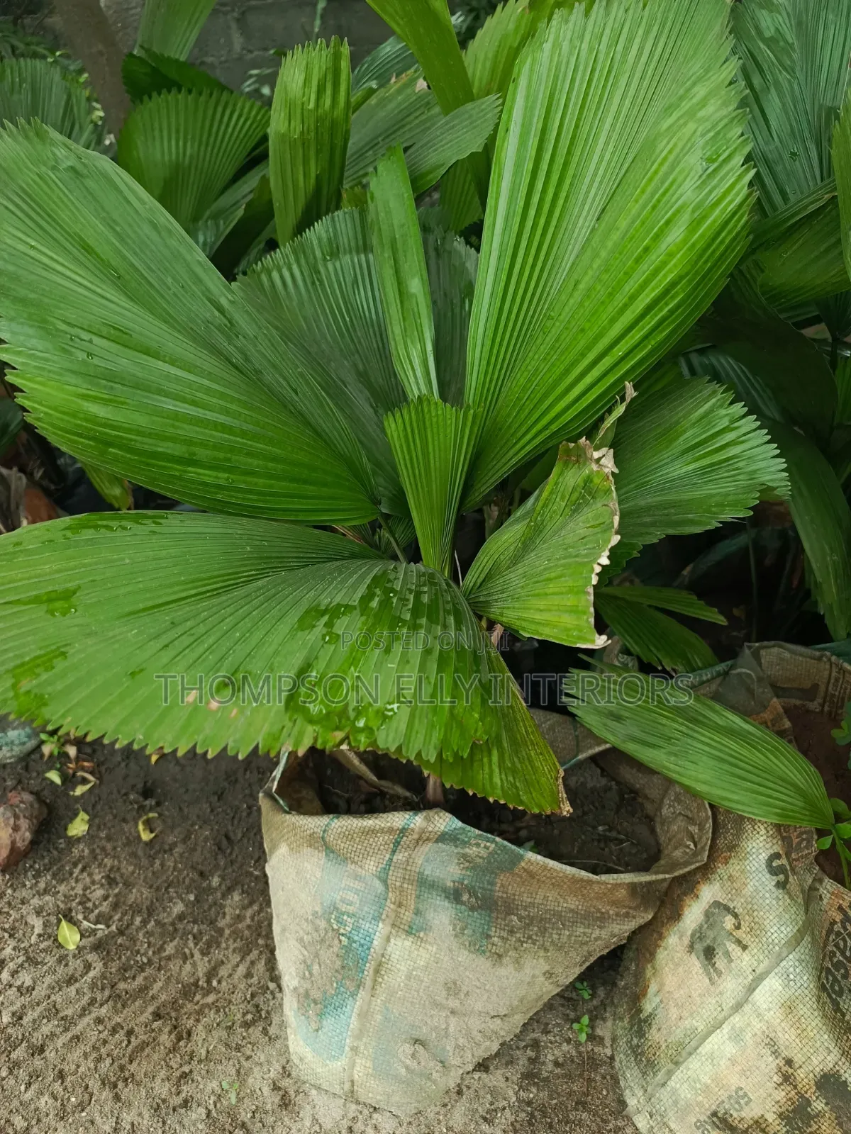 Ruffled Fan Palm