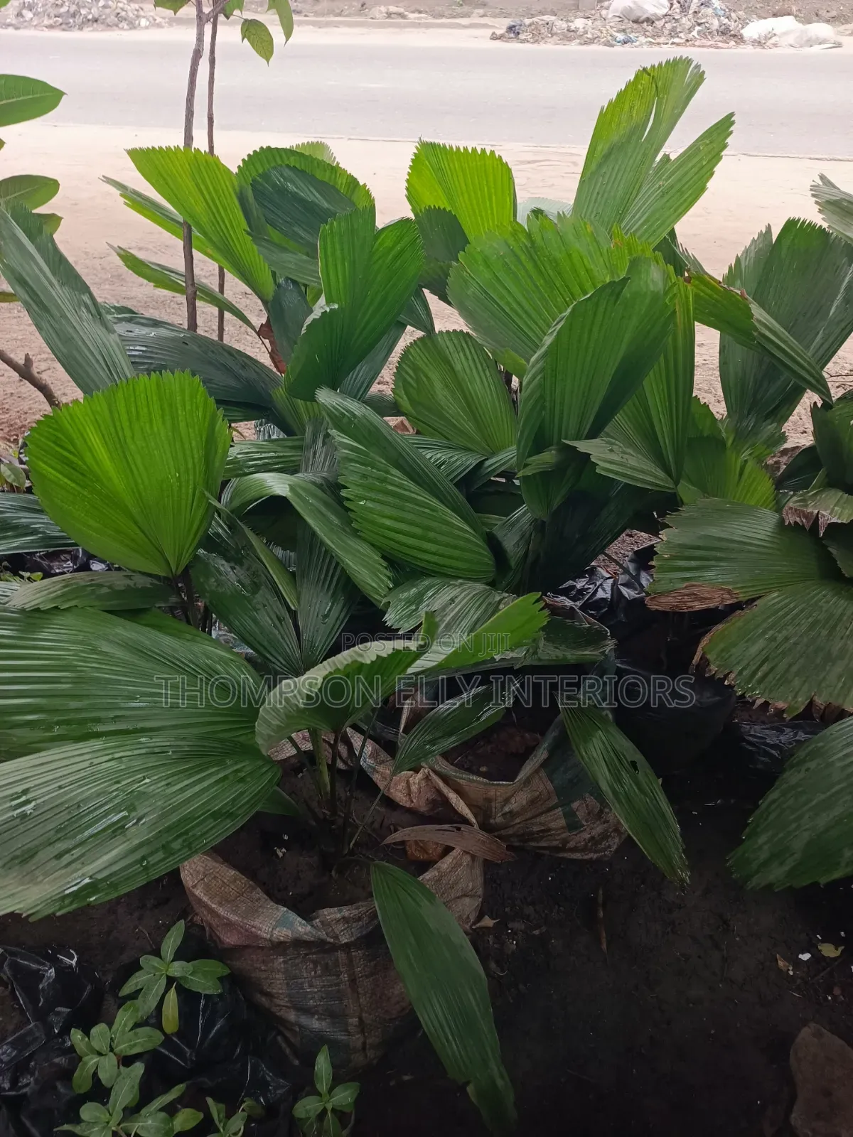 Ruffled Fan Palm
