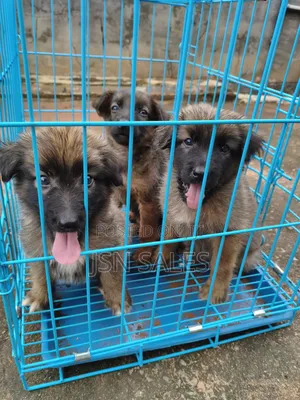 1-3 months Female Purebred German Shepherd