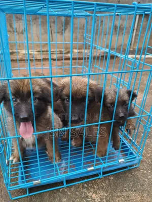 1-3 months Male Purebred German Shepherd