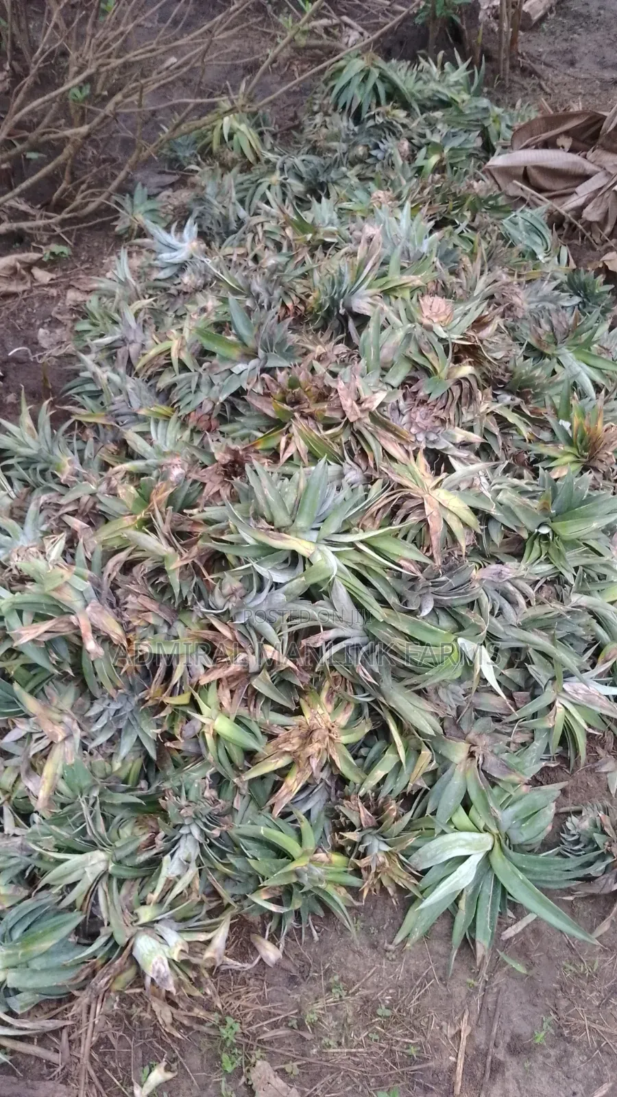 Pineapple Sucker