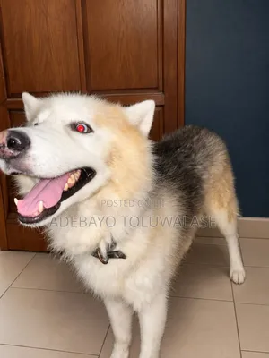 1+ year Male Purebred Siberian Husky