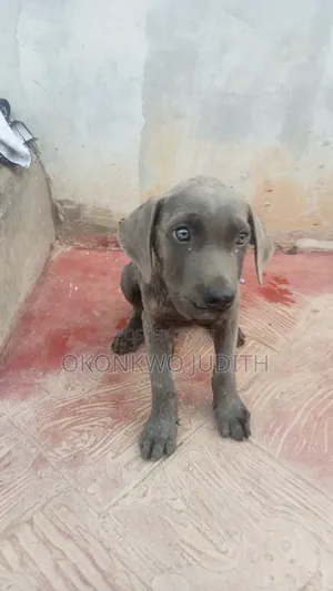 1-3 months Female Purebred Cane Corso