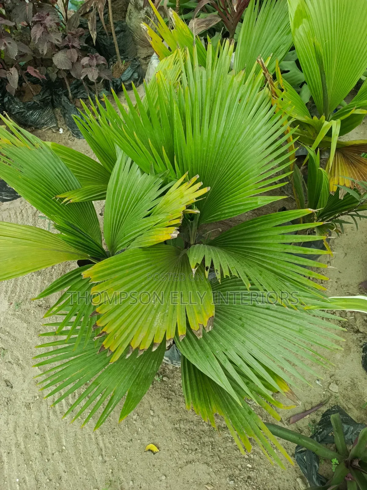 Fiji Fan Palm