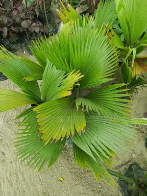 Fiji Fan Palm