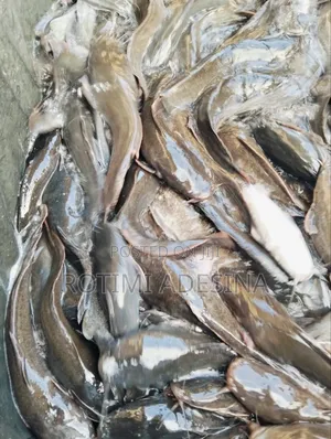 Live Catfish